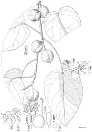 Image result for Croton steenkampianus