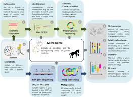 The Gut Microbiome Of Horses Current Research On Equine Enteral Microbiota And Future Perspectives Animal Microbiome Full Text