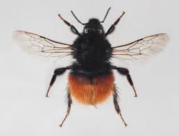 Image result for Bombus wurflenii