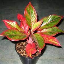 Maybe you would like to learn more about one of these? Tanaman Aglaonema Lipstik Siam Aurora Tanaman Tanaman Hias Daun Daun