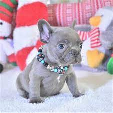 Maybe you would like to learn more about one of these? French Bulldog Puppy For Sale In Fort Lauderdale Fl Adn 57126 On Puppyfinder Com Gender Male Age 7 French Bulldog Puppies For Sale French Bulldog Bulldog