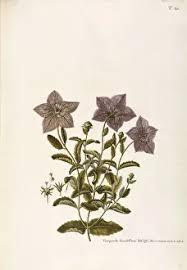 Image result for Campanulaceae