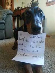 Because I Love You Mommy Dog Shaming Funny Funny Dog Jokes Dog Jokes