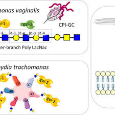 Ver más ideas sobre mandalas, mandalas pintadas, mandalas de colores. Pdf Role Of Galectin Glycan Circuits In Reproduction From Healthy Pregnancy To Preterm Birth Ptb