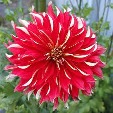 Pin On Colors Of Dahlias