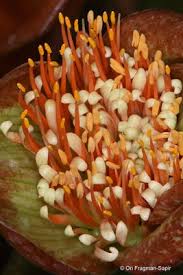 Image result for Scadoxus membranaceus