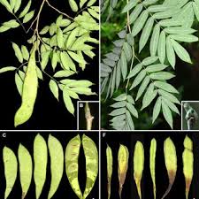 Image result for Millettia lasiantha