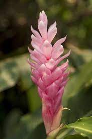 Roatan Butterfly Garden Pink Cone Ginger Hawaiian Ginger Honduras Photographic Print Jim Engelbrecht Art Com Butterfly Garden Ginger Flower Hawaiian Flowers