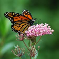 Rose Milkweed Asclepias Incarnata Is A Showy Pink Blooming Asclepias Species That Is A Food Plant For Monarch Bu Asclepias Asclepias Incarnata Swamp Milkweed