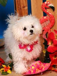 Akc actively advocates for responsible dog ownership and is dedicated to advancing dog sports. Snow White Bolognese Bolognese Puppies Bolognese Dog Breeder