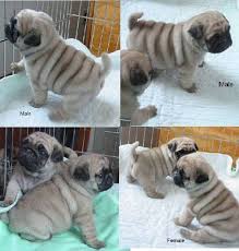Got Wrinkles Pug Puppies Pug Puppies Pug Bulldog Mix Pugs