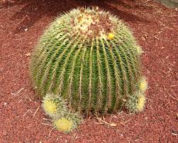 This barrel cactus has spines shaped like a fish hook. Echinocactus Grusonii Gardensonline