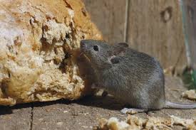 Una volta insediati in casa, i topi grazie all'innata e sorprendente capacità di adattamento, trovano un habitat che si presta il topolino domestico non vive più di un anno, ma nel corso del quale è in grado di colonizzare ogni sito, dalla lavatrice di casa, alle alte tecnologie dei centri di elaborazione dati. Topi In Casa Come Disinfettare Correttamente E Senza Rischi