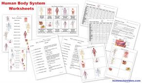 Human Body Systems Worksheets Homeschool Denhomeschool