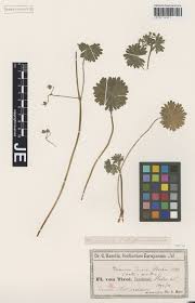 Image result for Thesium wilczekianum