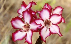 It is also known as scarlet milkweed, swallow wort, matal, indian root, mexican butterfly weed and tropical milkweed. Exotic Flowers Wallpaper 1920x1200 51556