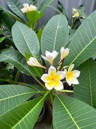 Image result for Plumeria rubra
