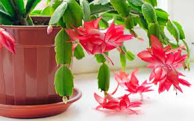 Yes, you can do it. Weihnachtskaktus Tipps Fur Das Pflanzen Und Sorgen Cuidado De Cactus Cactus De Navidad Tipos De Plantas Suculentas