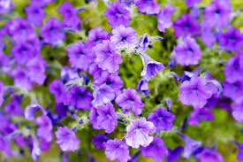Violet aesthetic dark purple aesthetic lavender aesthetic aesthetic colors aesthetic collage aesthetic pictures purple purple aesthetic on instagram: 30 Best Plants With Purple Flowers