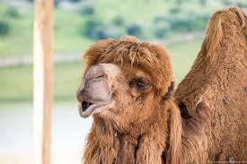 The english arrange dogs' shows and organize dogs' supper parties for winners o f dogs' competitions. The Wilds Safari Park In Ohio Guide An Animal Park In Southeast Ohio