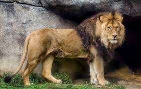 With few exceptions, numbers are used for the bones and letters for the muscles. Muscular Lion