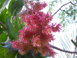 Image result for Triplaris