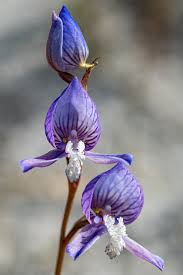 Image result for Disa baurii