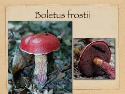 Image result for Heteromorpha sp. agg.