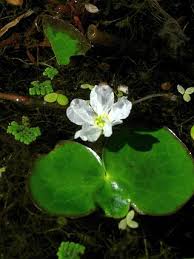Image result for Nymphoides senegalensis
