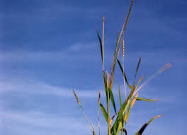 Image result for Ischaemum