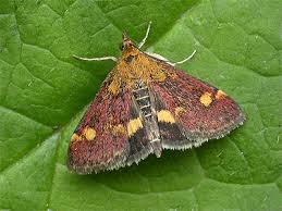 Image result for Pyrausta aurata