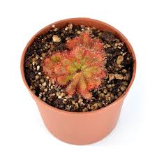 Image result for Drosera dielsiana