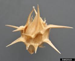 Image result for Cenchrus incertus