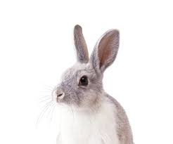 Exams will be by appointment only, we will be closed for lunch break and hours will be expanding for other services. Affordable Animal Emergency Clinic L After Hr Emergency Veterinarian