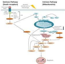 Bio Rad Antibodies Reagents Antigens Kits Formerly Abd Serotec Molecular Biology Cell Biology Medical School Studying