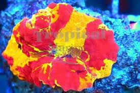 Jawbreaker Mushroom Coral Tropical Marine Centre Tmc Coral Reef Aquarium Reef Tank Soft Corals