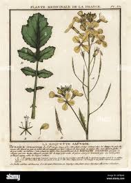 Image result for Erucastrum