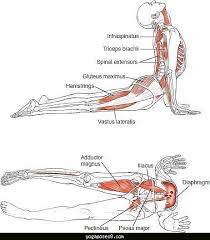 Nice Yoga Poses And Muscles Used Yoga Anatomy Ashtanga Yoga Yoga Muscles