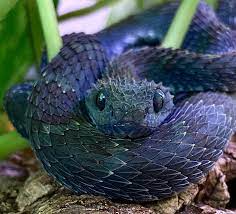 This is my friends black-purple Variable Bush Viper! This guy looks wicked!  : r/snakes
