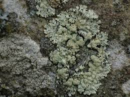 Image result for Melinis ambigua