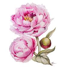Blooming Garden On Behance Peony Painting Watercolor Flowers Paintings Floral Watercolor