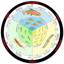 Bioindicators Using Organisms To Measure Environmental Impacts Learn Science At Scitable
