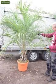 Image result for Butia
