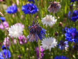 Pin On New Gardening Know How Articles