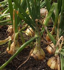 We did not find results for: The Secret To Big Homegrown Onions Finegardening