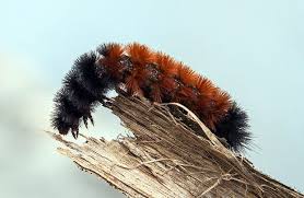 Really Strange Weather Folklore And How To Predict The Weather At Home Wooly Bear Caterpillar Fuzzy Caterpillar Woolly Bear