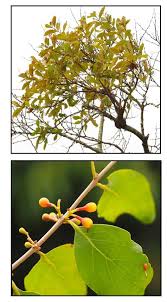 Image result for Loranthaceae