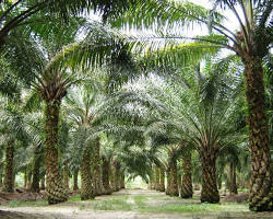 صورة غابة النخيل