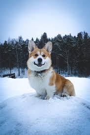 Pin By Anna Ragon On Welsh Corgi Pembroke Highlights Ceylon Fox Corgi Dog Corgi Welsh Corgi Puppies