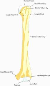 The skeleton is divided into 2 anatomic regions: 13 Arm Bones Ideas Arm Bones Anatomy Forearm Bones